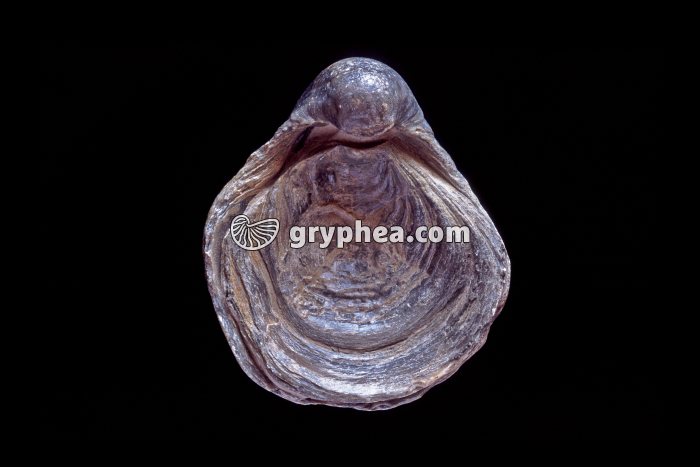 Gryphaea dilatata (Callovien, Calvados, France) - gryphea.com
